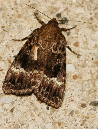 Pyramide (La) Amphipyra pyramidea (Linnaeus, 1758)