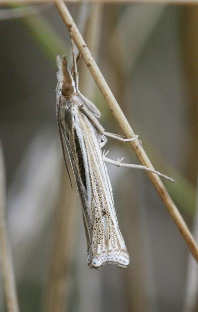  Ancylolomia tentaculella (Hübner, 1796)