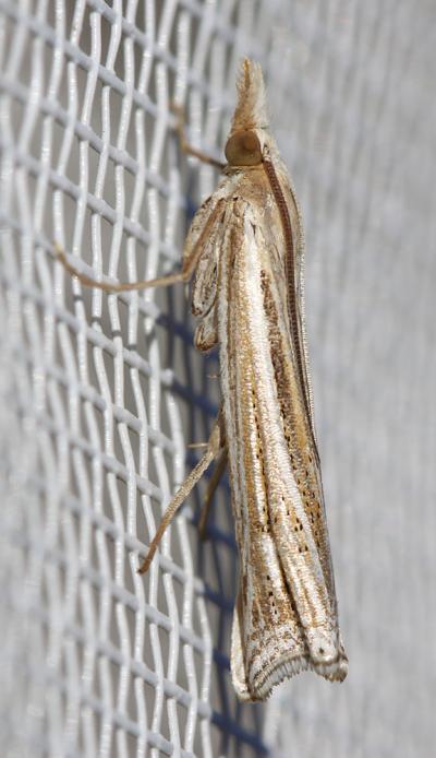  Ancylolomia tentaculella (Hübner, 1796)