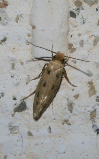  Anomalotinea liguriella (Millière, 1879)