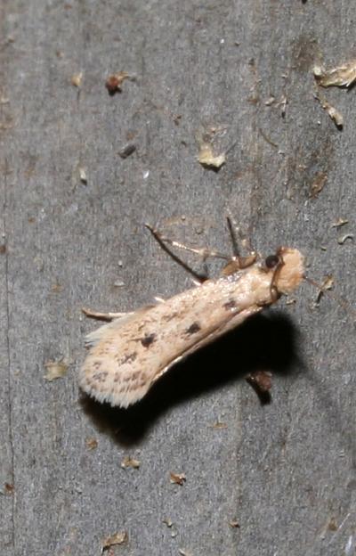  Anomalotinea liguriella (Millière, 1879)