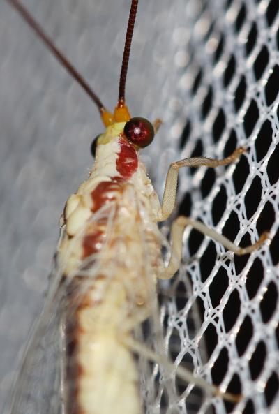  Italochrysa italica (Rossi, 1790)
