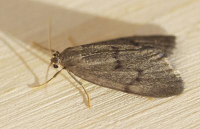 Lithosie de Godart (La) Apaidia mesogona (Godart, 1824)
