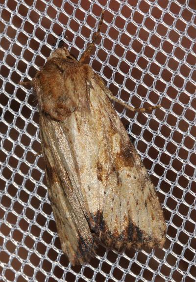 Abromiade ochracée (L') Apamea sublustris (Esper, 1788)
