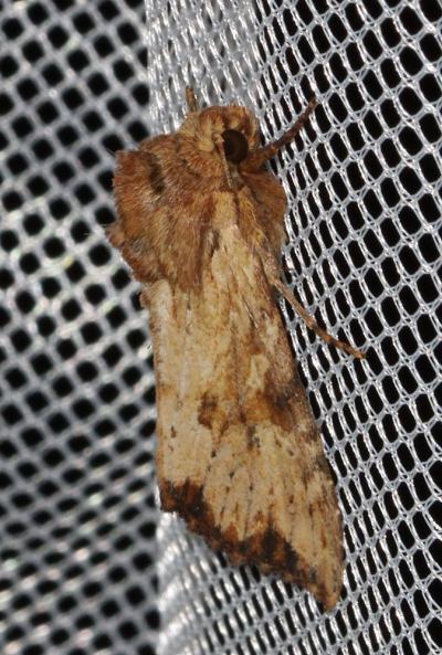 Abromiade ochracée (L') Apamea sublustris (Esper, 1788)