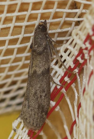  Apomyelois ceratoniae (Zeller, 1839)