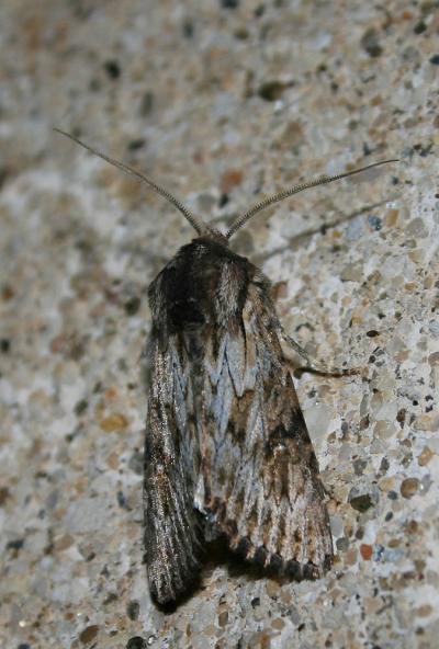 Xyline australe (La) Aporophyla australis (Boisduval, 1829)