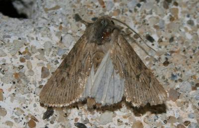 Xyline australe (La) Aporophyla australis (Boisduval, 1829)