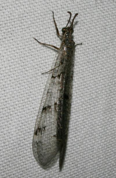 Fourmillion longicorne Distoleon tetragrammicus (Fabricius, 1798)