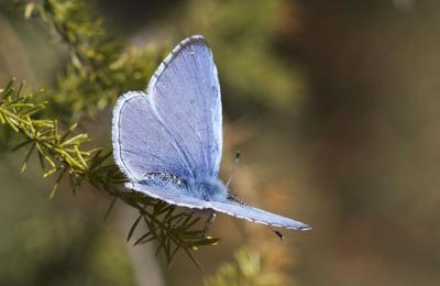 Azuré des Nerpruns (L'), Argus à bande noire (L'), Celastrina argiolus (Linnaeus, 1758)