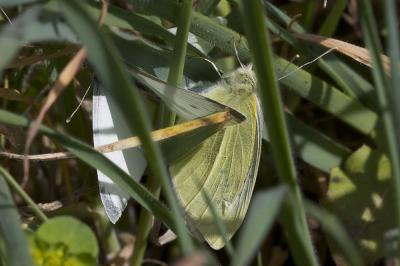 Piéride de la Rave (La), Petit Blanc du Chou (Le), Pieris rapae (Linnaeus, 1758)