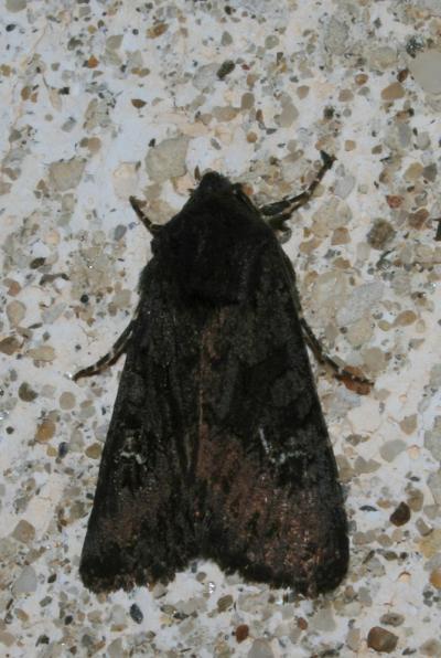 Noctuelle anthracite (La) Aporophyla nigra (Haworth, 1809)