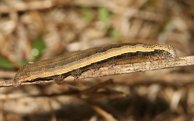 Clair-obscur (Le) Aedia leucomelas (Linnaeus, 1758)