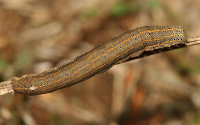 Clair-obscur (Le) Aedia leucomelas (Linnaeus, 1758)