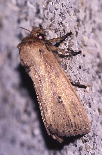  Globia sparganii (Esper, 1790)