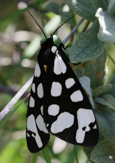 Ecaille fermière (L'), Ecaille villageoise (L') Arctia villica (Linnaeus, 1758)