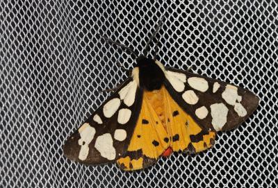 Ecaille fermière (L'), Ecaille villageoise (L') Arctia villica (Linnaeus, 1758)