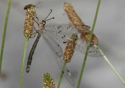 Fourmillion longicorne Distoleon tetragrammicus (Fabricius, 1798)