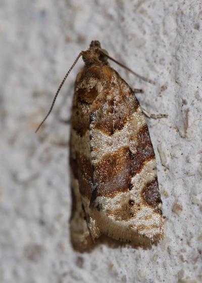  Argyrotaenia ljungiana (Thunberg, 1797)