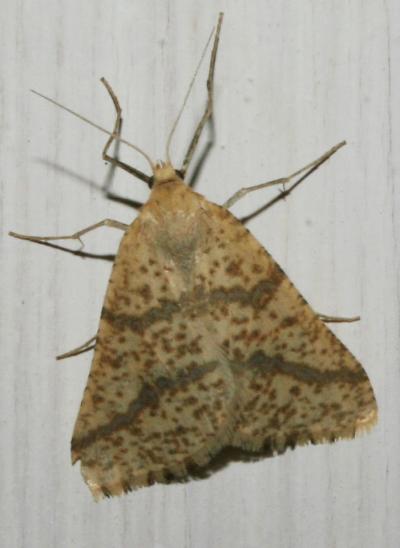 Aspilate ochracée (L') Aspitates ochrearia (Rossi, 1794)