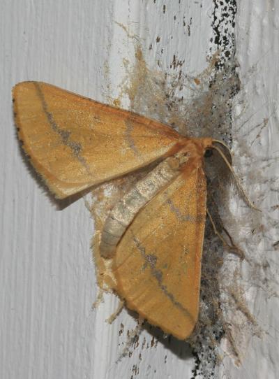 Aspilate ochracée (L') Aspitates ochrearia (Rossi, 1794)