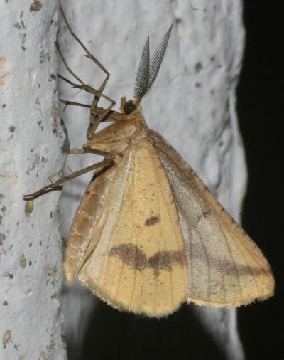 Aspilate ochracée (L') Aspitates ochrearia (Rossi, 1794)