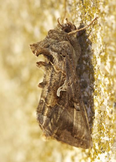 Gamma (Le) Autographa gamma (Linnaeus, 1758)