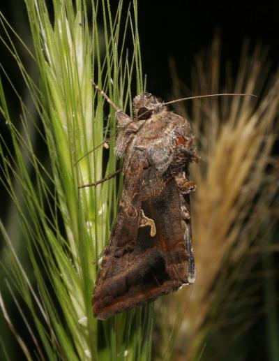 Gamma (Le) Autographa gamma (Linnaeus, 1758)