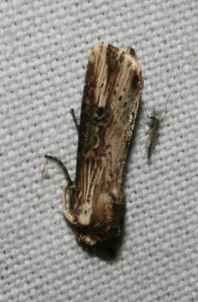 Noctuelle putride (La) Axylia putris (Linnaeus, 1760)