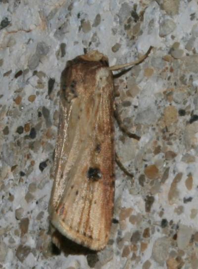 Noctuelle putride (La) Axylia putris (Linnaeus, 1760)