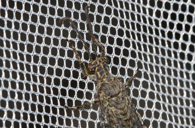 Fourmillion longicorne Distoleon tetragrammicus (Fabricius, 1798)