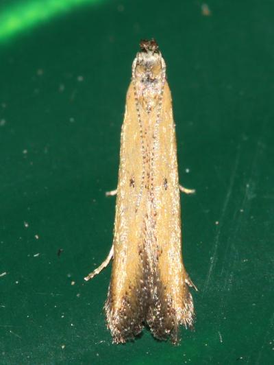  Batrachedra pinicolella (Zeller, 1839)