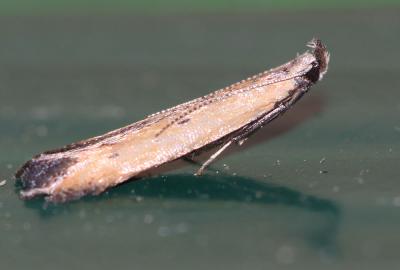  Batrachedra pinicolella (Zeller, 1839)