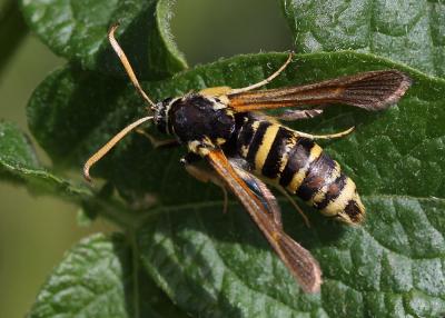  Paranthrene tabaniformis synagriformis (Rambur, 1866)