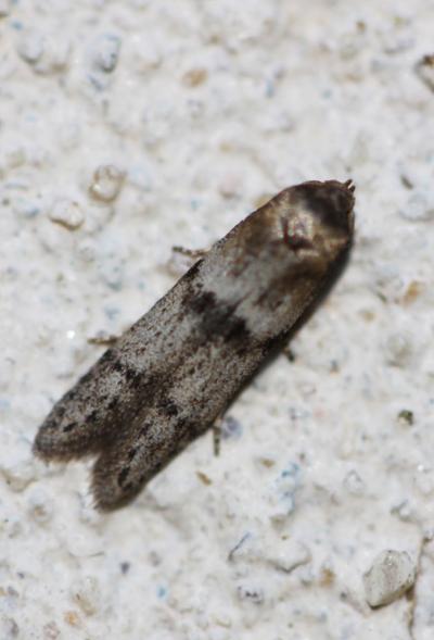  Blastobasis phycidella (Zeller, 1839)