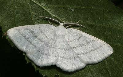 Cabère virginale (La), Délicate (La) Cabera pusaria (Linnaeus, 1758)