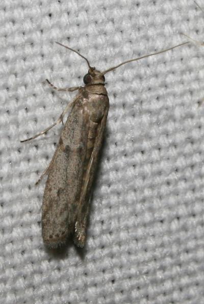  Cadra furcatella (Herrich-Schäffer, 1849)