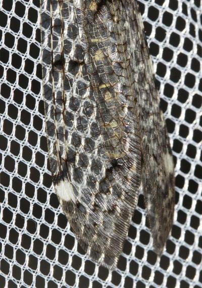 Fourmillion longicorne Distoleon tetragrammicus (Fabricius, 1798)