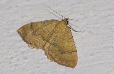 Brocatelle d'or (La) Camptogramma bilineata (Linnaeus, 1758)