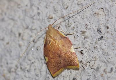  Carcina quercana (Fabricius, 1775)