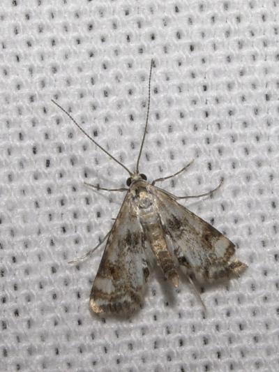  Cataclysta lemnata (Linnaeus, 1758)