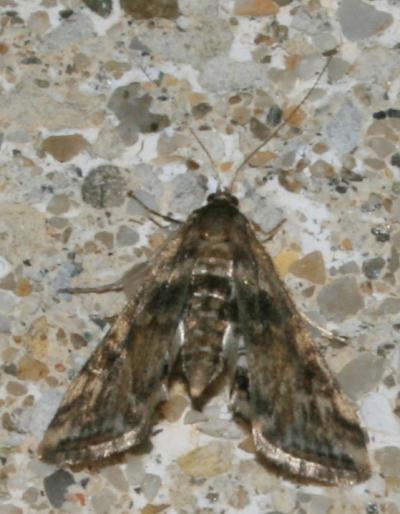  Cataclysta lemnata (Linnaeus, 1758)