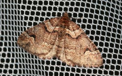 Mélanthie précoce Catarhoe basochesiata (Duponchel, 1831)