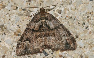 Mélanthie précoce Catarhoe basochesiata (Duponchel, 1831)