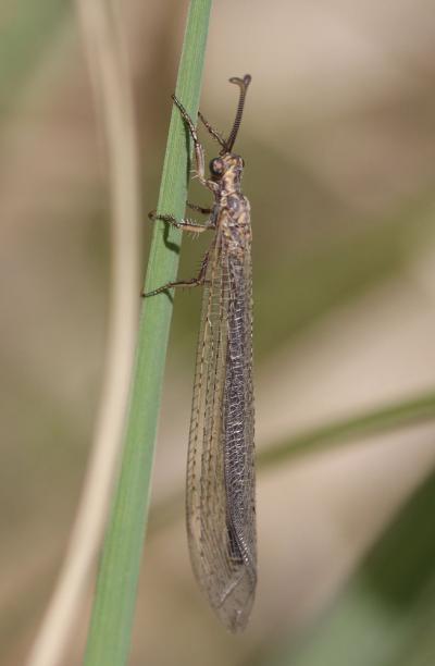  Creoleon lugdunensis (Villers, 1789)