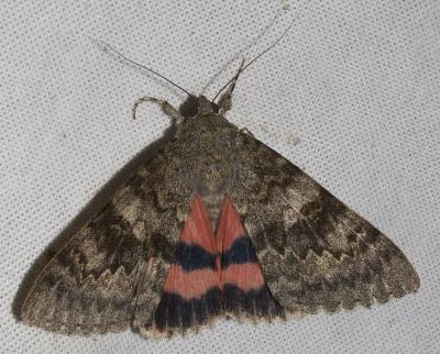 Déplacée (La) Catocala elocata (Esper, 1787)