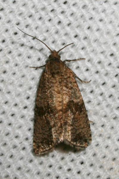  Celypha striana (Denis & Schiffermüller, 1775)