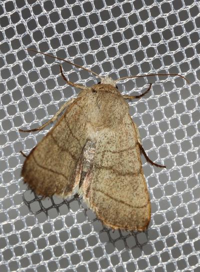 Noctuelle trilignée (La) Charanyca trigrammica (Hufnagel, 1766)