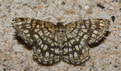 Réseau (Le), Géomètre à barreaux (La) Chiasmia clathrata (Linnaeus, 1758)