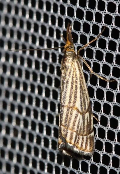  Chrysocrambus craterella (Scopoli, 1763)